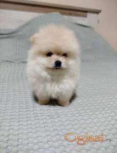 Prelepi Boo medvedici